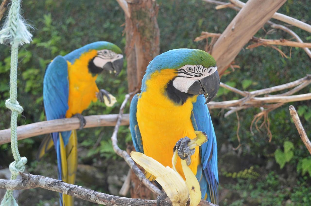 Pousada Tere Parque Teresópolis Esterno foto